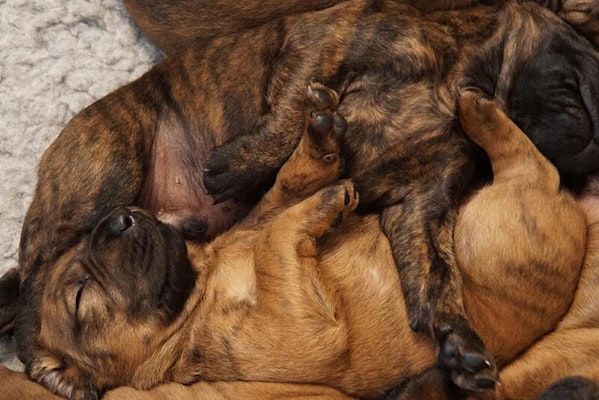 Looking after a litter of puppies