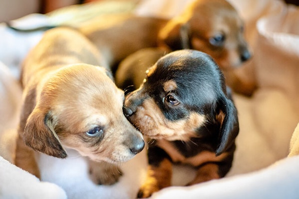 Preparing for puppies dog pregnancy