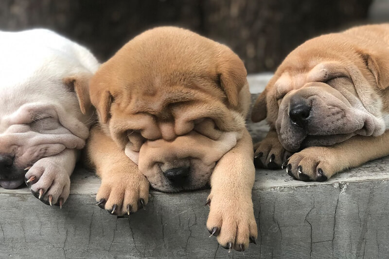 Why Do Puppies Die After Birth