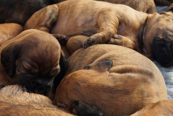 Newborn puppy litter