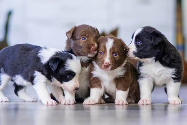 Dog pregnancy puppies