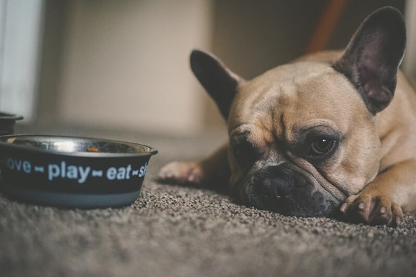 Dog next to food bowl refusing to eat