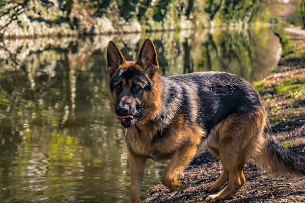 Best Dog Food for Luxating Patella