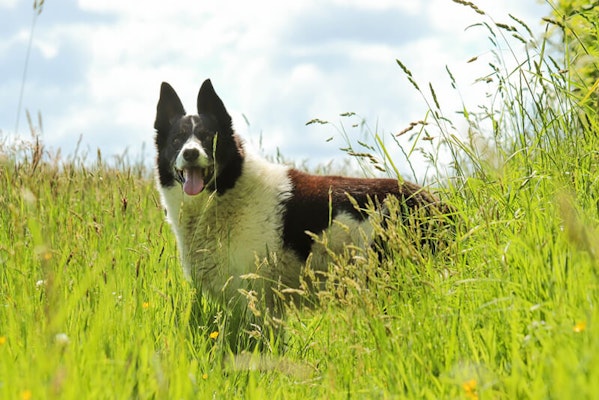 Lyme disease and ticks in dogs