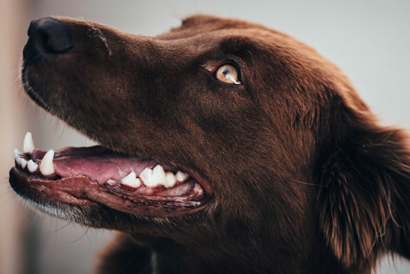 Close up of a dogs mouth