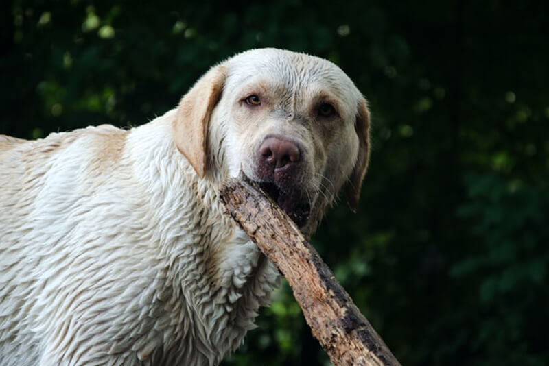 why do dogs eat weird things