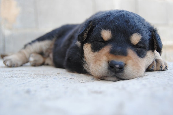 Puppy sleeping