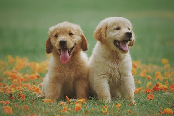 Two puppies sat on the grass