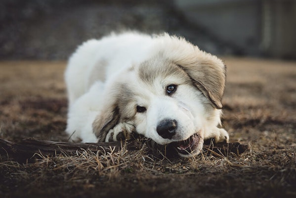 Teething puppy chewing on a stick