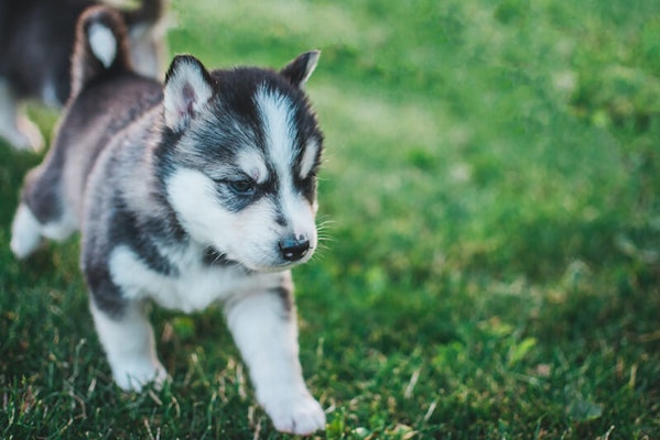 Puppy vaccinations