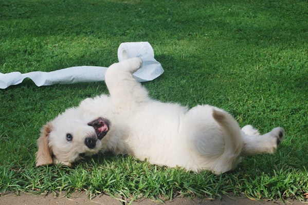 Puppy chewing and biting on random object