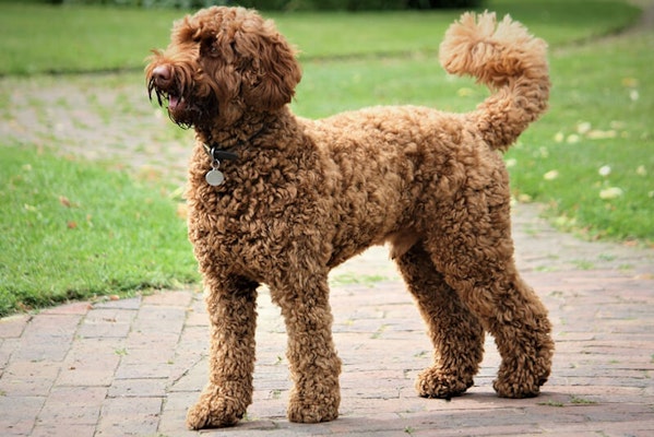 Labradoodle fully grown