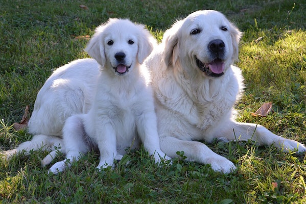 Puppy growing into adult