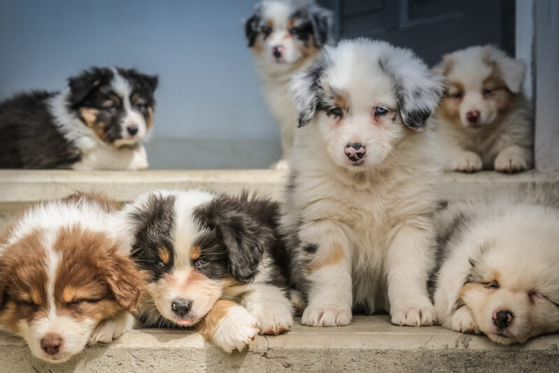 At What Age Do Puppies Stop Growing