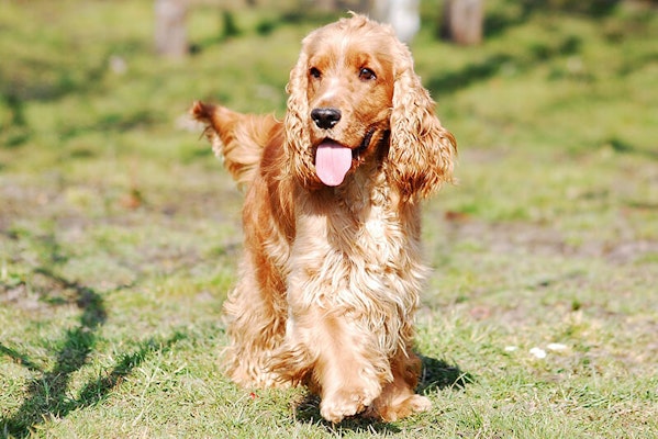 Pyoderma in dogs
