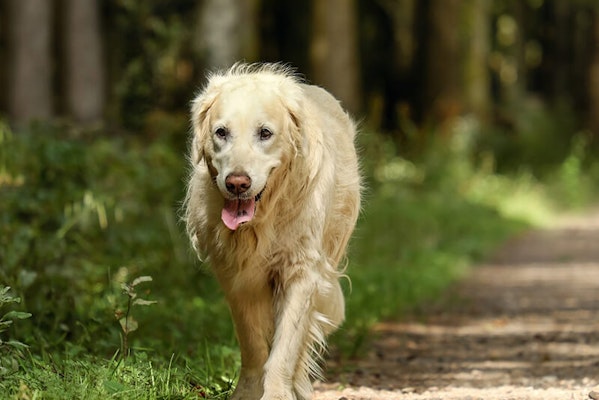Senior dog exercising on a walk