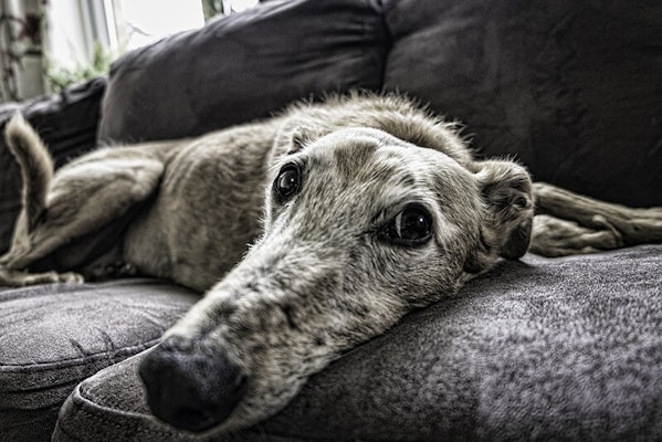 Senior dog relaxing on a sofa