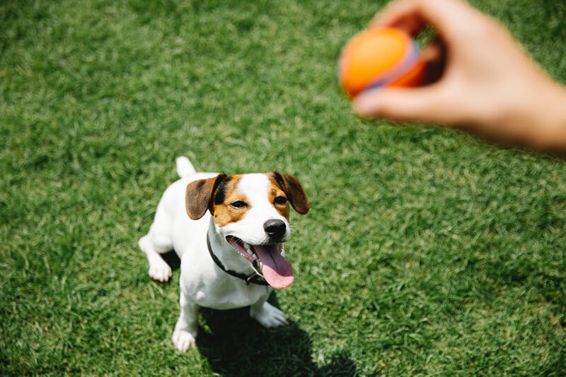 good treats for dogs with sensitive stomachs
