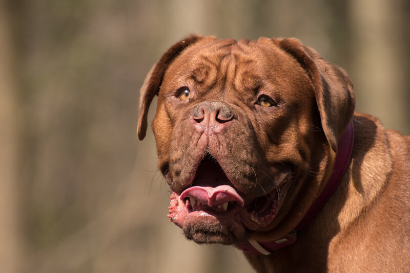 Why Does My Dog Have Itchy Flaky Skin