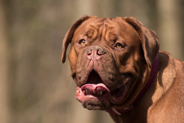 Dog with wrinkled skin