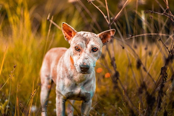 Dog with sensitive, itchy looking skin