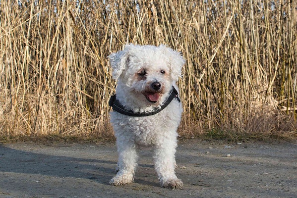 White Bichon Frise with tear stains