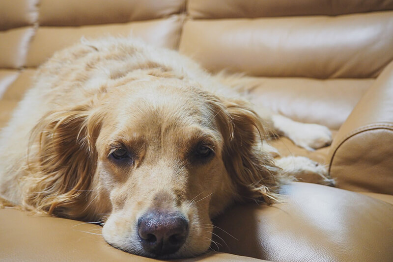 How Long Does Vestibular Disease Last In Dogs