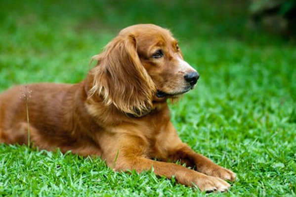 Dog laid on the grass