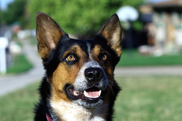 Why do dogs chatter their teeth?