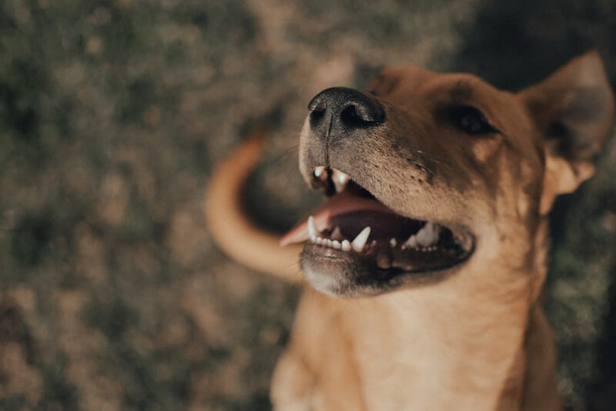 Why do dogs chatter their teeth?