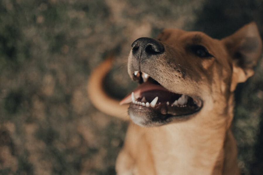 why is my dog clicking his teeth