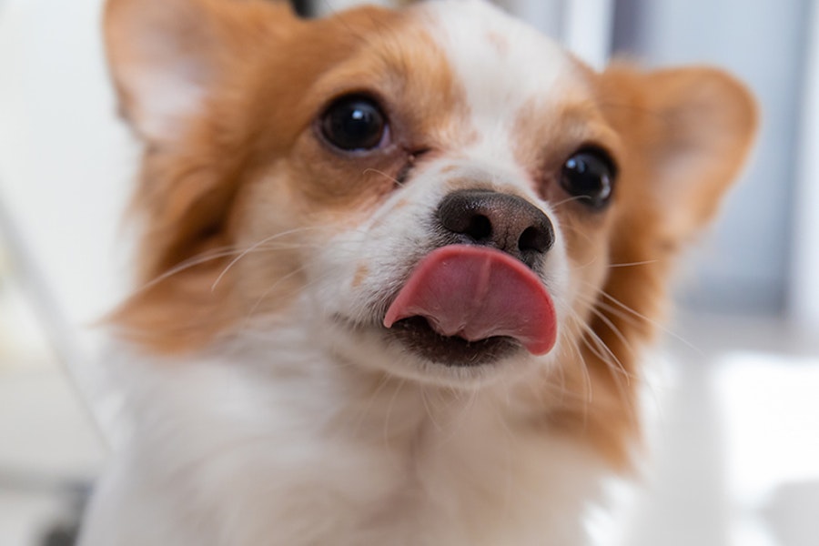 Why do dogs lick people?