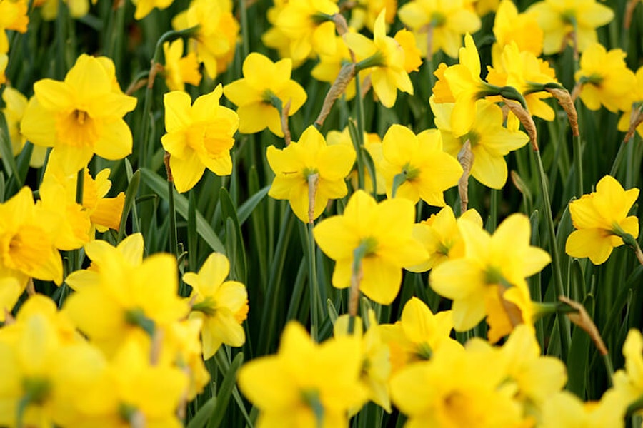 Are daffodils poisonous to dogs?