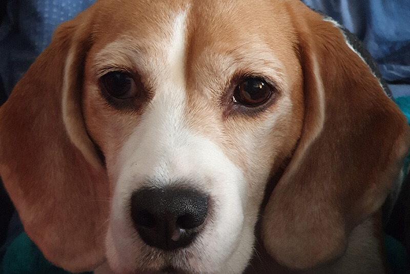 beagle tear stains