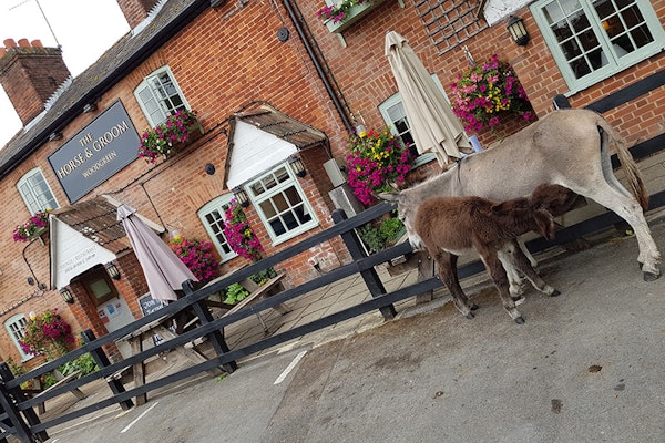 New Forest dog friendly pubs Horse & Groom