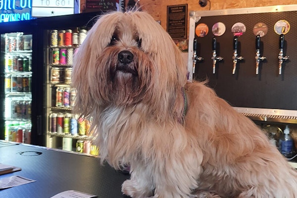Liverpool dog friendly pubs Dead Crafty Beer