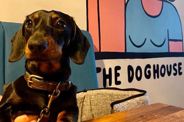 Liverpool dog friendly pubs Dog House