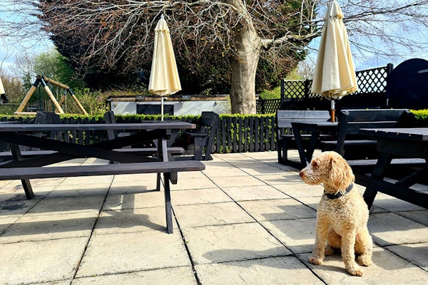 Cornwall dog friendly pub Springer Spaniel