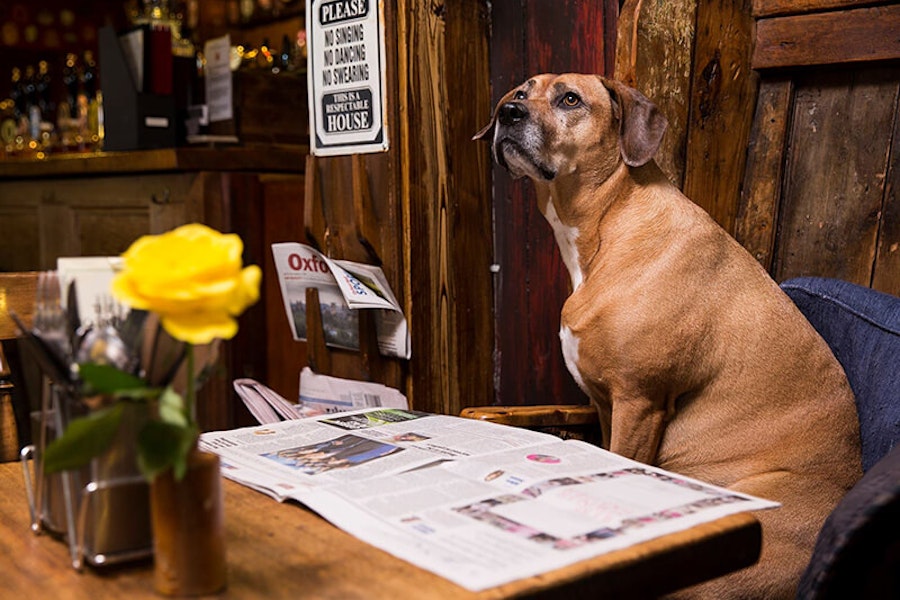 Oxford dog friendly pub Old Bookbinder