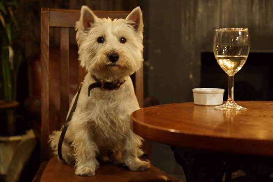 Sheffield dog friendly pub The Ball