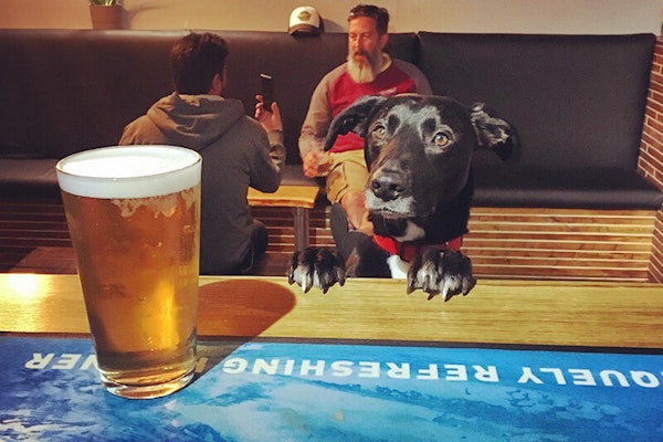 Newquay dog friendly pub Lost Brewing Co