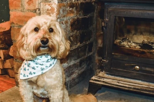 Leeds dog friendly pub Stew & Oyster