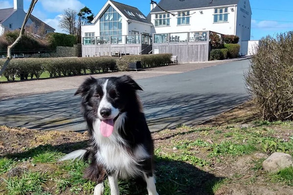 Anglesey dog friendly pub White Eagle