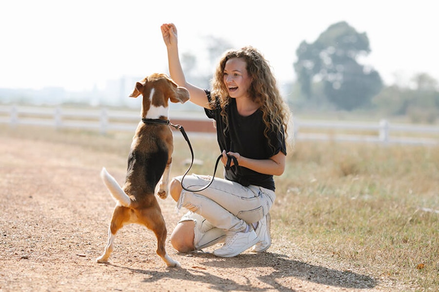 What is positive reinforcement dog training?
