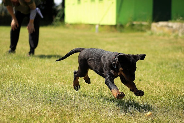 What is positive reinforcement dog training?