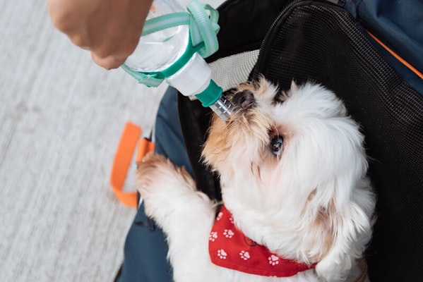 Dog New Year's resolutions