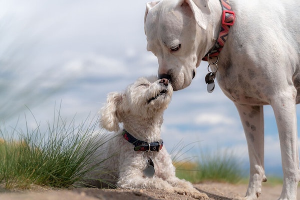 New Year's resolutions for you and your dog