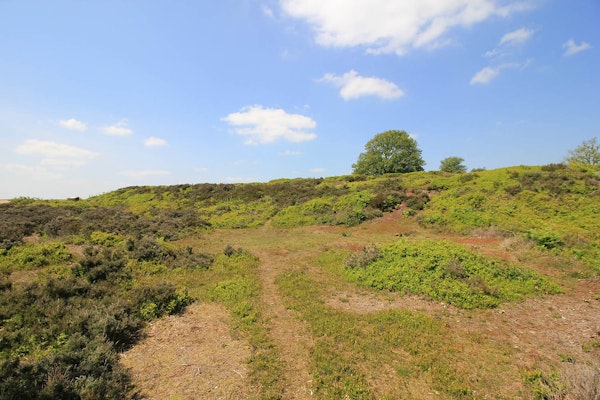 Cheshire dog walk Bickerton Hill