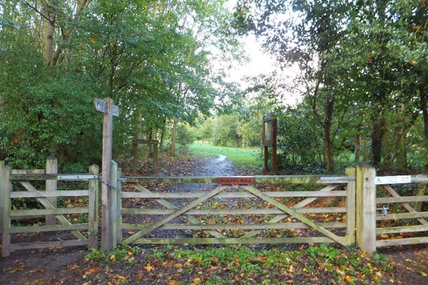 Cheshire dog walk Tarvin Community Woodland