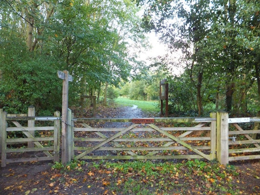 Cheshire dog walk Tarvin Community Woodland